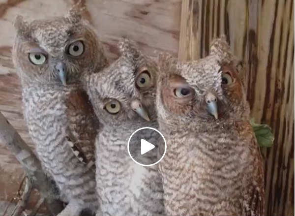 curious owls