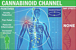 cbd for chronic pain