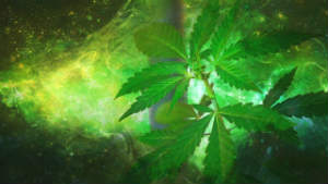 cbd oil properties